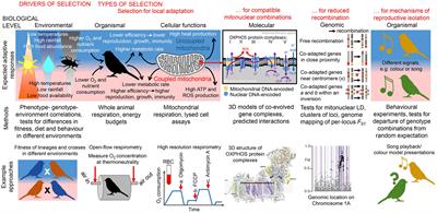 Integrative Approaches for Studying Mitochondrial and Nuclear Genome Co-evolution in Oxidative Phosphorylation